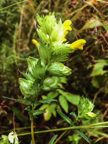 Flor flores amarillas sobre fondo de hierba verde — Foto de Stock