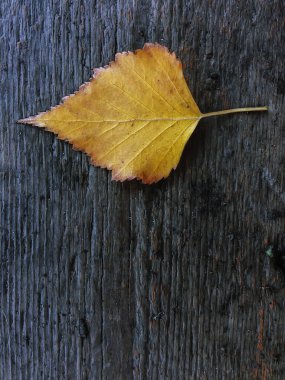 eski ahşap zemin üzerine sarı sonbahar yaprak
