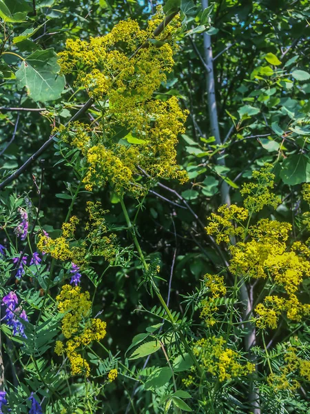 Flor flores silvestres amarillas en el bosque de verano conhojas verdes fondo — Foto de Stock