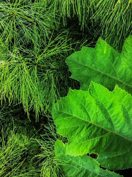Grama verde e folhas cavalinhas floresta prado fundo natural — Fotografia de Stock