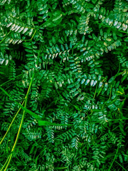 Arka plan doğal bitkiler orman süs yaprak yeşil — Stok fotoğraf