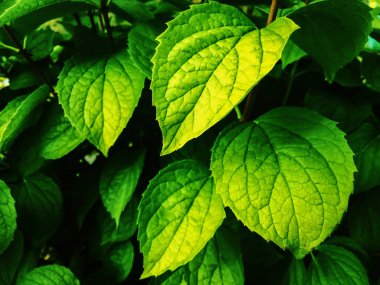 renkli yeşil yaprakları yasemin doğa arka plan doku