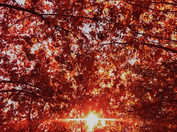 Herbst Park rot gefallen Blätter sonnigen Tag Hintergrund — Stockfoto