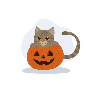 Cadılar Bayramı kedisi ve balkabağı tatlı kedi Jack o fener