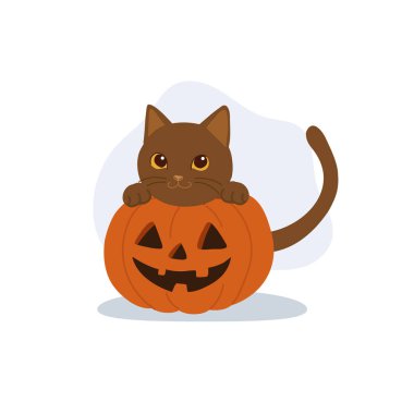 Balkabağından bakan Korat Kedisi Cadılar Bayramından Jack O Fener