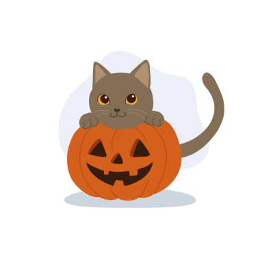 Cadılar Bayramı Balkabağı Chartreux Kedi Çizgi Film Çizimi Jack O Lantern 'in içindeki neşeli kedi yavrusu