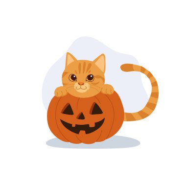 Kabak kabaklı turuncu kedi yavrusu.