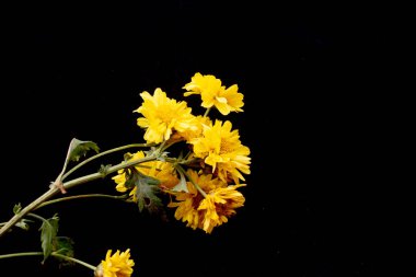 sarı kasımpatı çiçeği