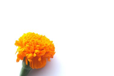 Turuncu marigold çiçek