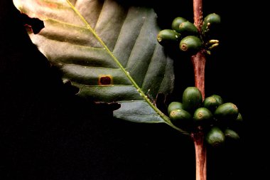 Yeşil kahve çekirdekleri