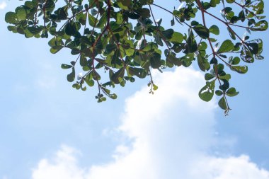 Mavi gökyüzü ve yeşil yaprakları