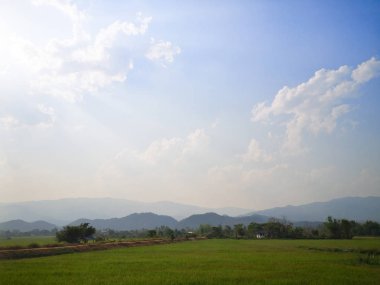 Yeşil pirinç tarlası