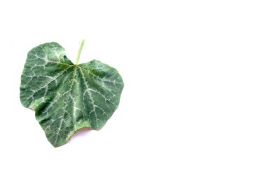 kabak yaprağı üzerinde beyaz izole. 