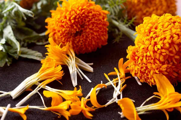 Orange Marigold flower