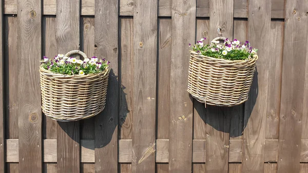 Daisy and violets hanging basket