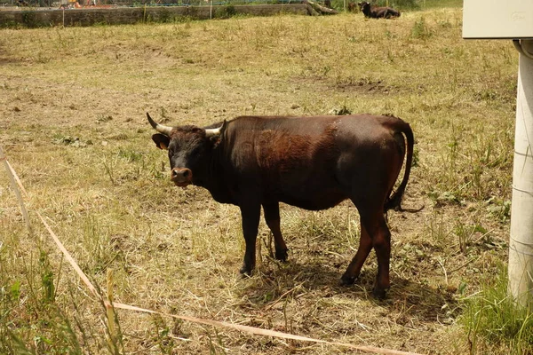 Brune Pâturage Vache Sur Pelouse Herbeuse — Photo