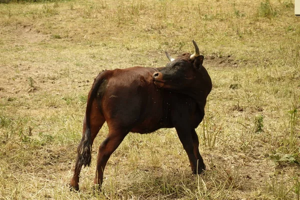 Çimenli Çim Üzerinde Kahverengi Sığır Otlama — Stok fotoğraf
