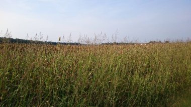 Olgun amaranth bitkiler bir alanda büyüyen 