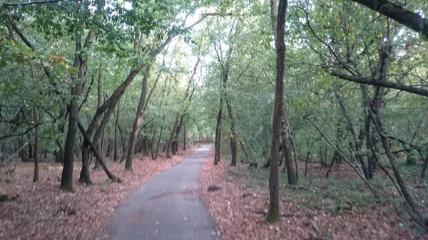 Parque Otoño Con Hojas Caídas — Foto de Stock