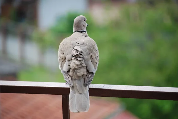 Nieśmiały Przyjazny Ptak Turtledove Balkonie Domu — Zdjęcie stockowe