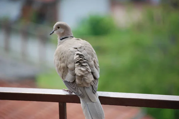 Nieśmiały Przyjazny Ptak Turtledove Balkonie Domu — Zdjęcie stockowe