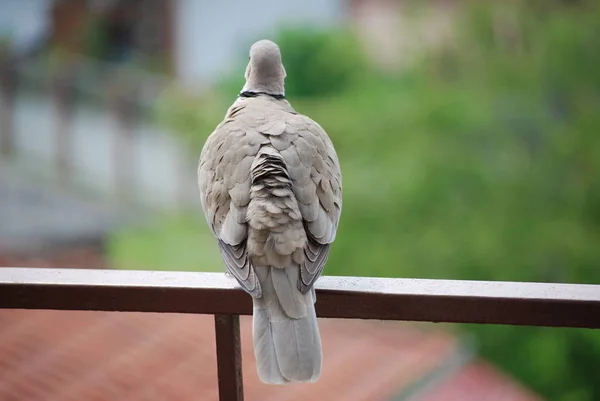 Nieśmiały Przyjazny Ptak Turtledove Balkonie Domu — Zdjęcie stockowe