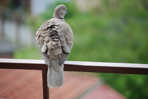 Timide Oiseau Tourterelle Sympathique Sur Balcon Maison — Photo
