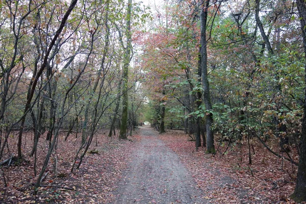 Herbstpark Mit Abgefallenen Blättern — Stockfoto