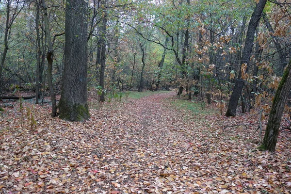 Parc Automne Avec Feuilles Tombées — Photo