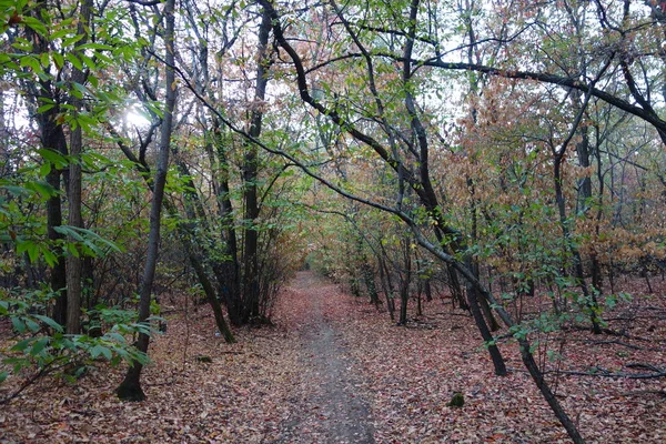 Parque Otoño Con Hojas Caídas —  Fotos de Stock