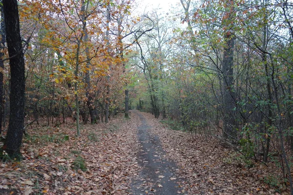 Őszi Park Lehullott Levelekkel — Stock Fotó