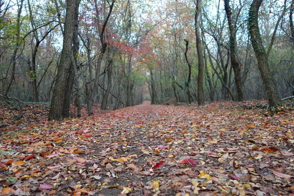 Parco Autunnale Con Foglie Cadute — Foto Stock