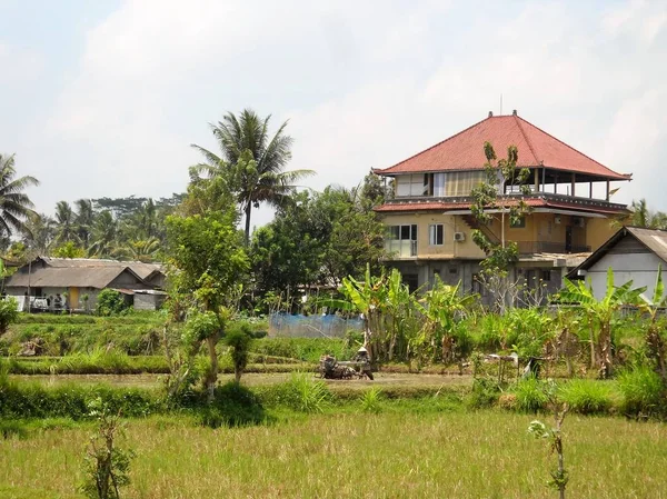 Campo Arroz Ubud Bali — Foto de Stock