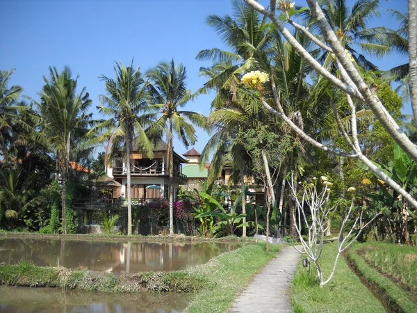 Campo Arroz Ubud Bali —  Fotos de Stock