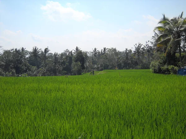 Campo Arroz Ubud Bali — Foto de Stock