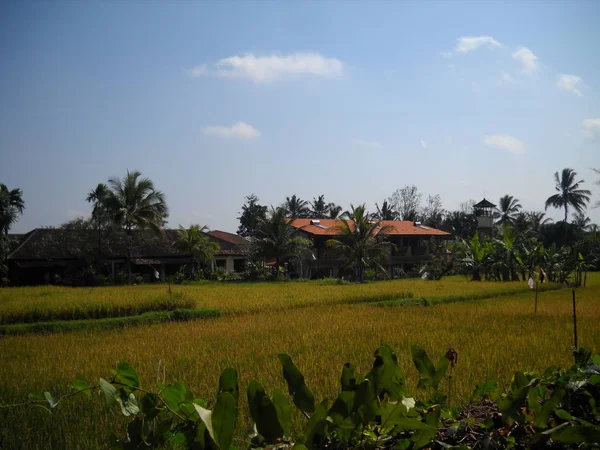 Ryż Pole Ubud Bali Zdjęcia Stockowe bez tantiem