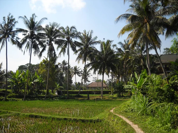 Ryż Pole Ubud Bali Obraz Stockowy