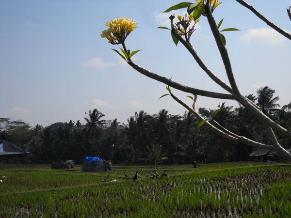 Ryż Pole Ubud Bali Obrazek Stockowy