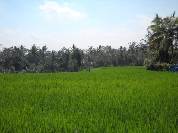 Ryż Pole Ubud Bali Obrazy Stockowe bez tantiem