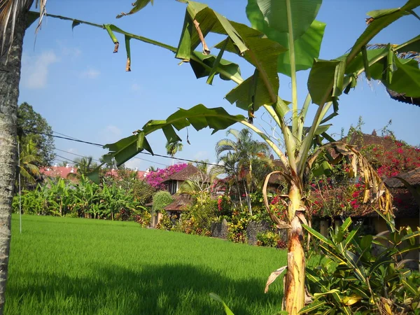 Ryż Pole Ubud Bali Obraz Stockowy