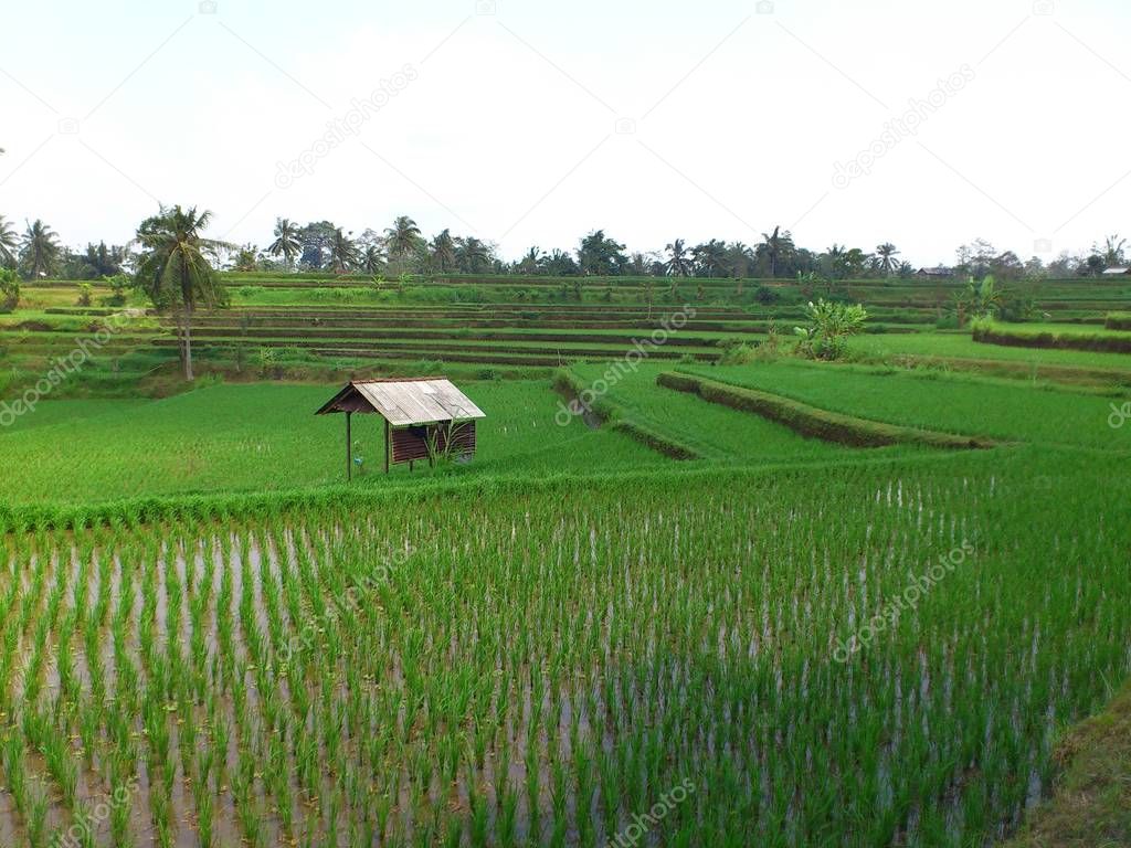 Novara rice plantation - travel, nature