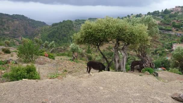 Deia Solo Una Las Ciudades Más Pequeñas Mallorca Sino También — Vídeos de Stock