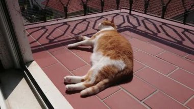 balkonda evcil kedi 