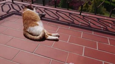 balkonda evcil kedi 