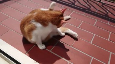 balkonda evcil kedi 