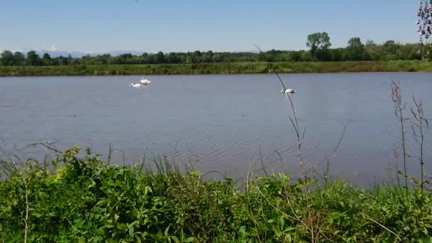 湖上的成年白天鹅 — 图库视频影像