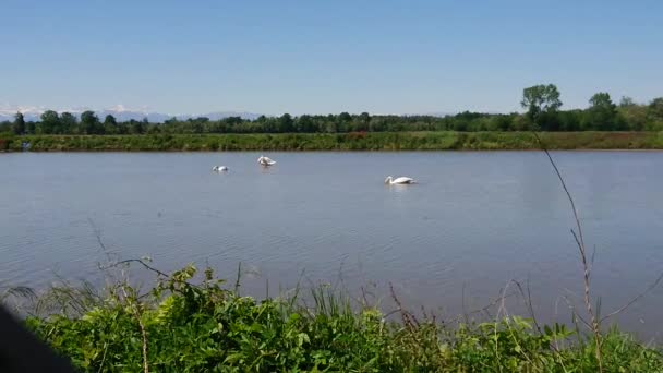 Cisnes Blancos Adultos Lago — Vídeo de stock