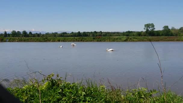 Cygnes Blancs Adultes Sur Lac — Video