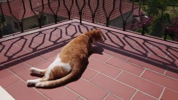 Hauskatze Auf Dem Balkon — Stockvideo