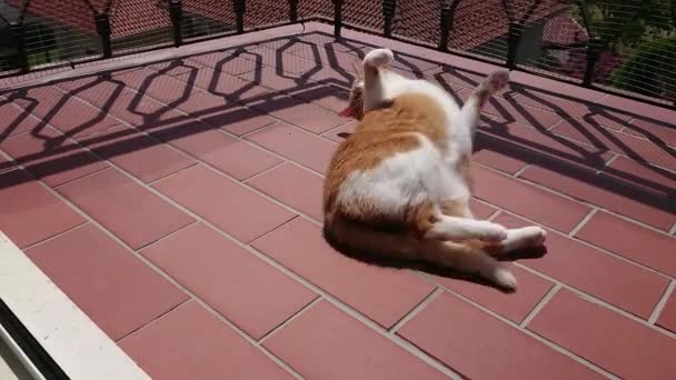 Домашняя Кошка Балконе — стоковое видео